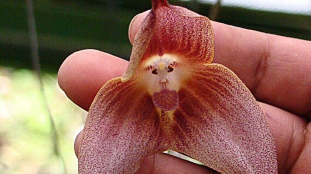 Monkey face orchid