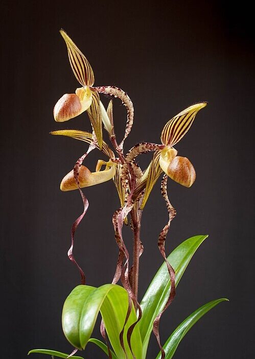 Paph sandarianum