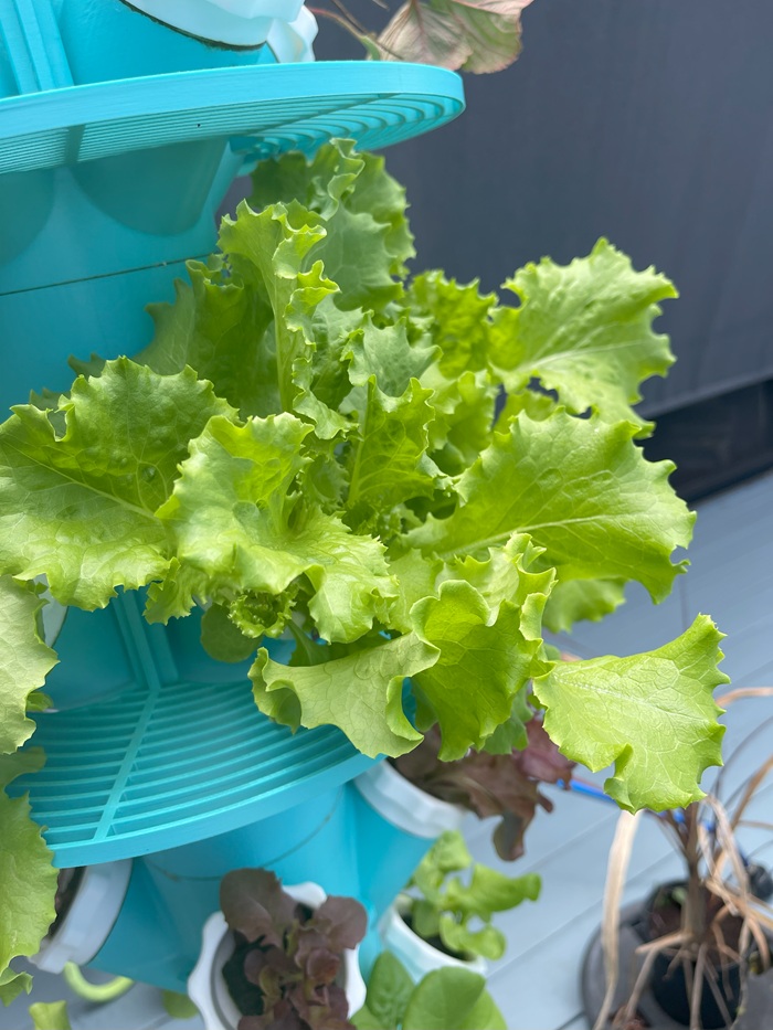 my hydroponic lettuce
