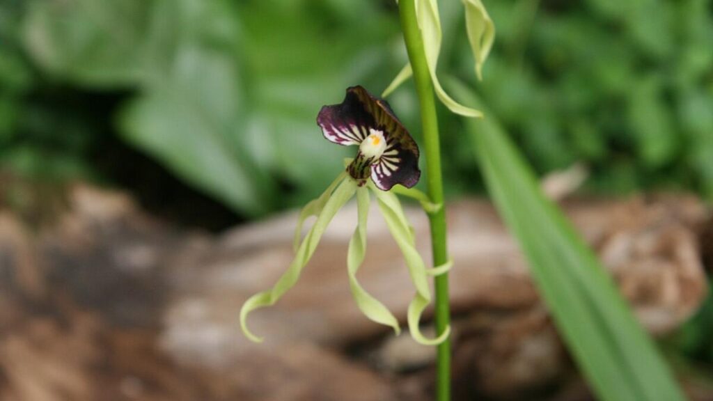 black orchid