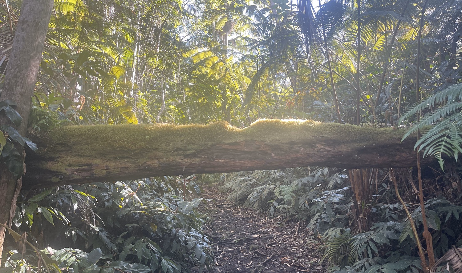 cloud forest log