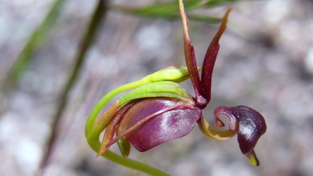 duck orchid