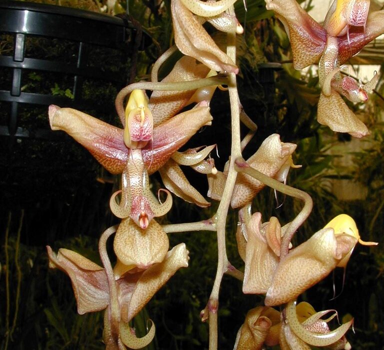 gongora orchid