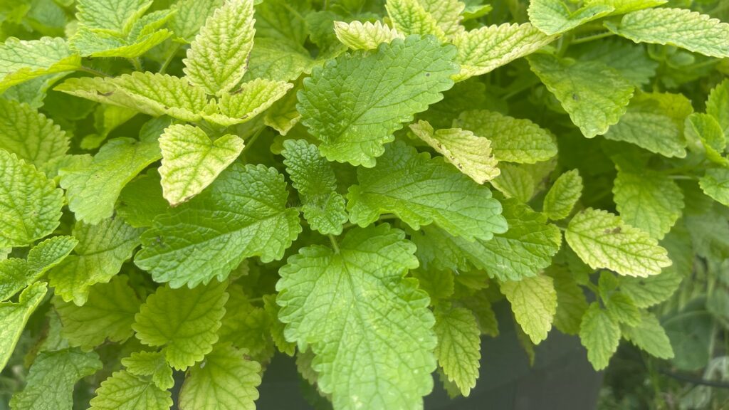 lemon balm
