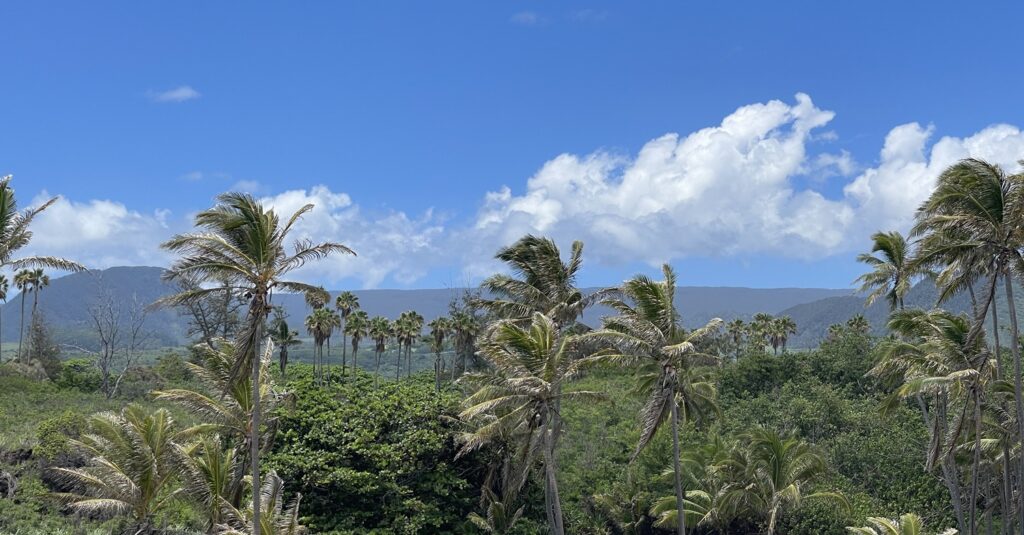 Hawaii palms tree overlook
