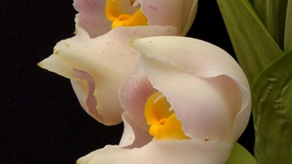 swaddled baby orchid