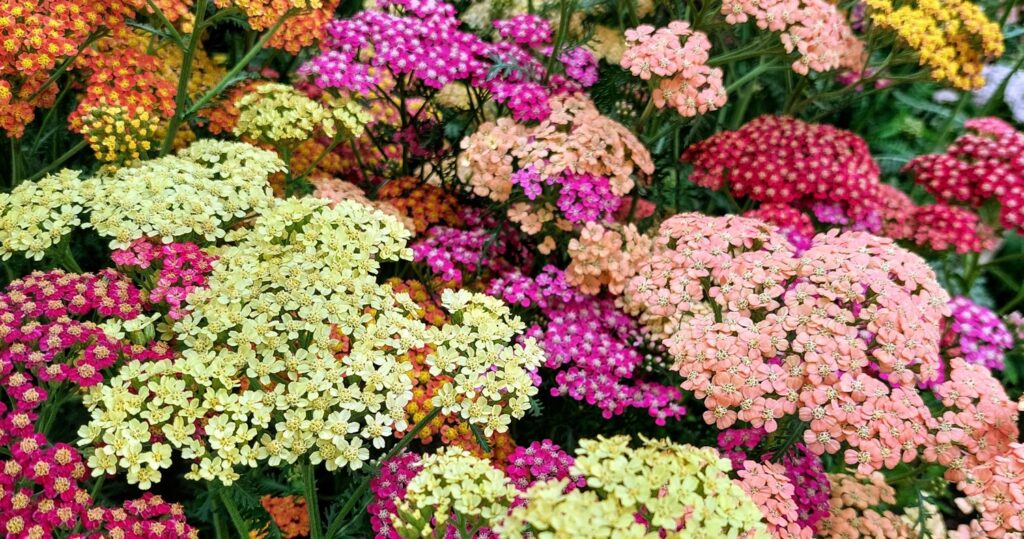 yarrow