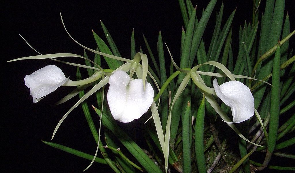 Brassavola nodosa