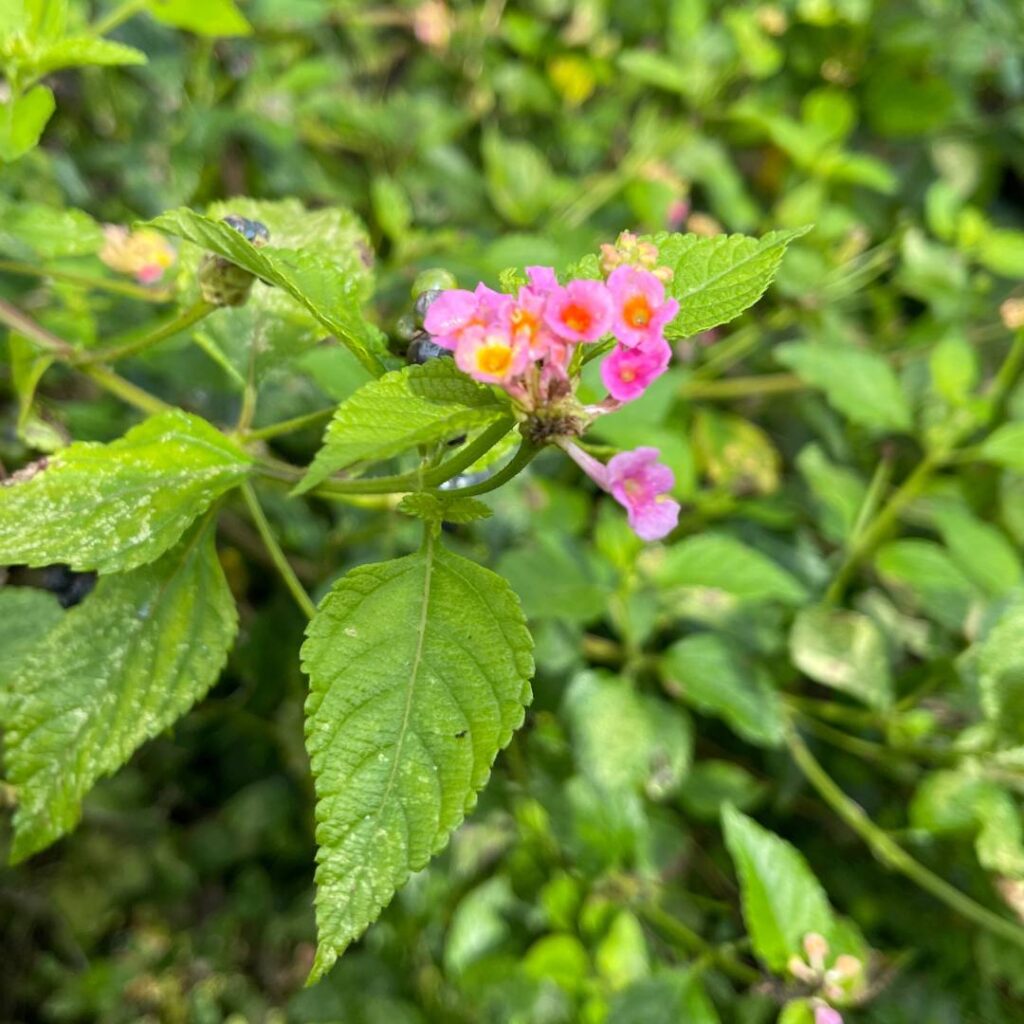 lantana