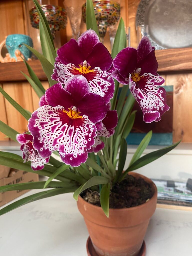 Miltoniopsis