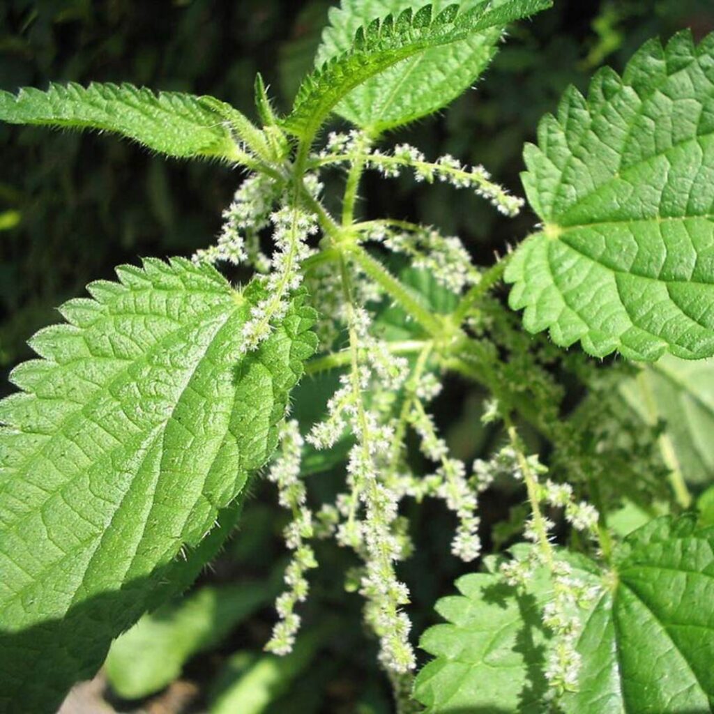 Nettle