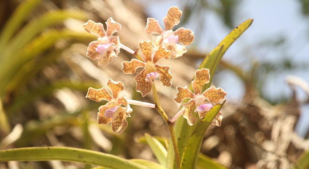 vanda tessellata