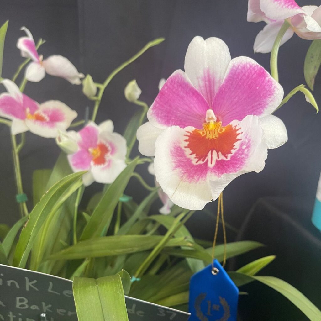 Miltoniopsis