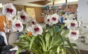 Miltoniopsis orchid