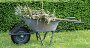 weeds in a wheelbarrow