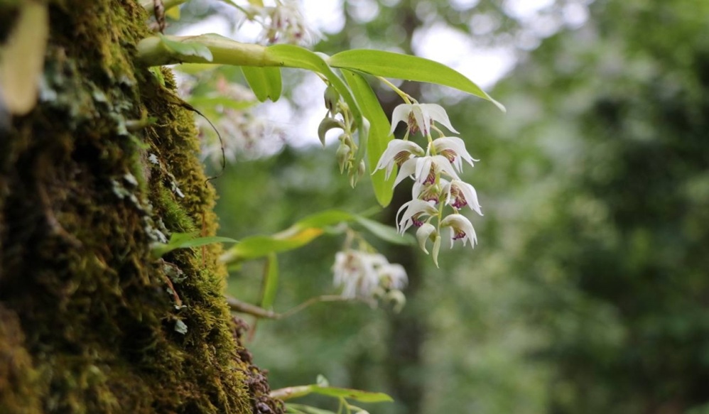 orchid growing in the wild