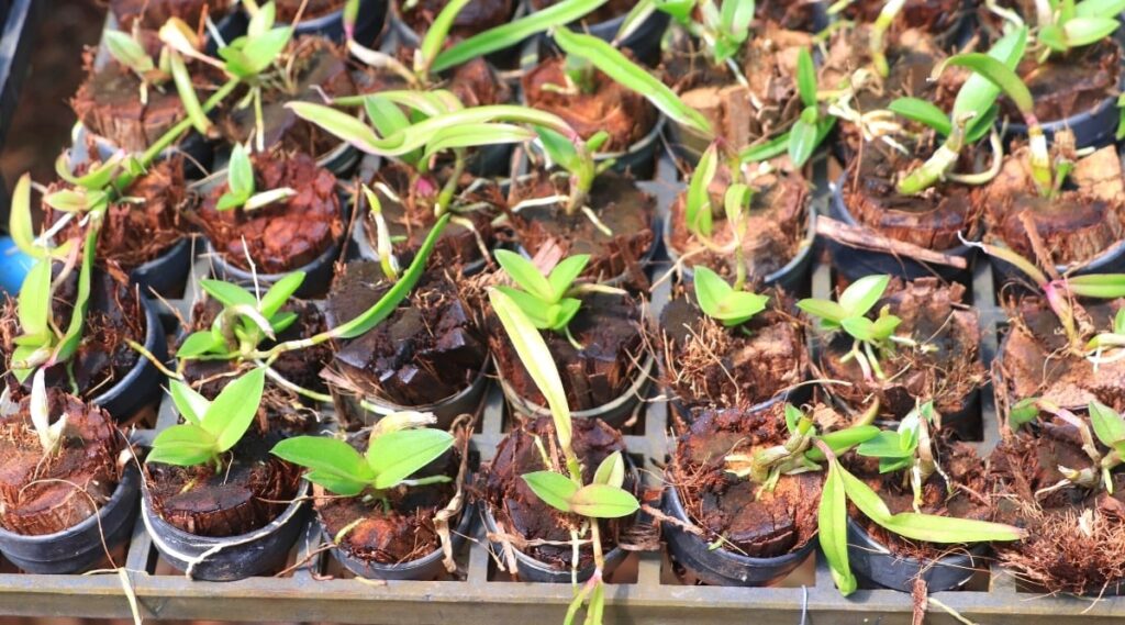 orchid seedlings