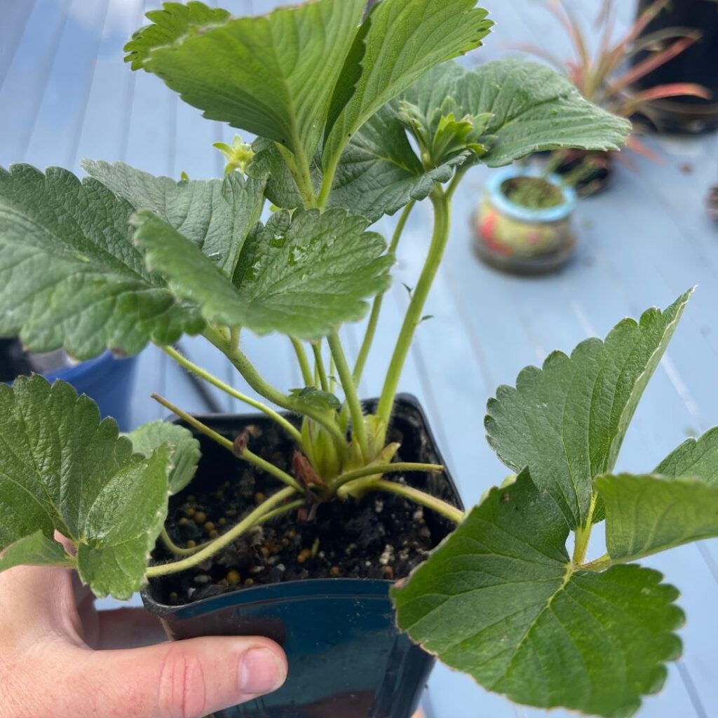 container strawberry plant