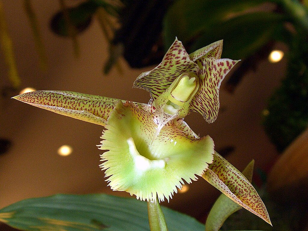 Catasetum