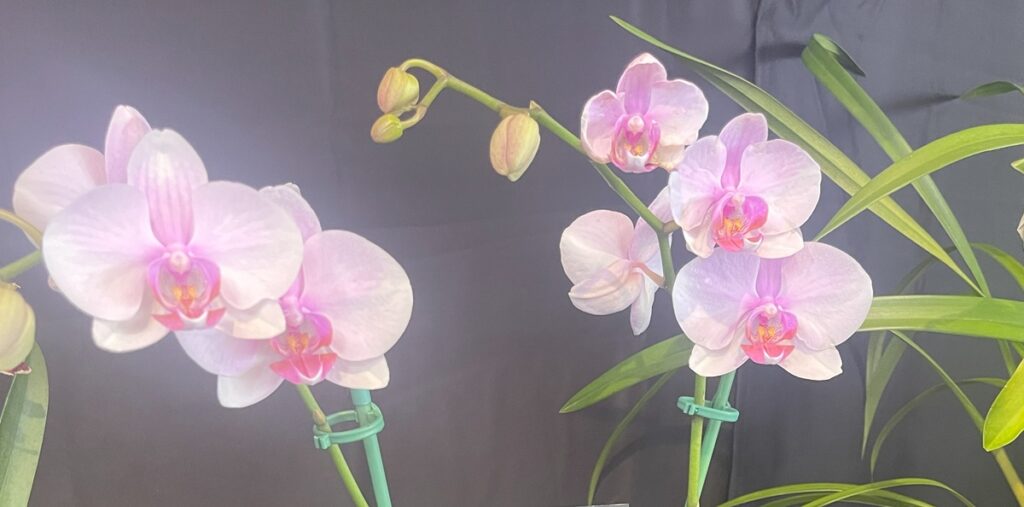 phalaenopsis