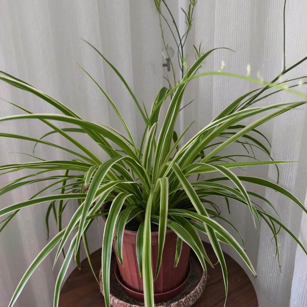 spider plant