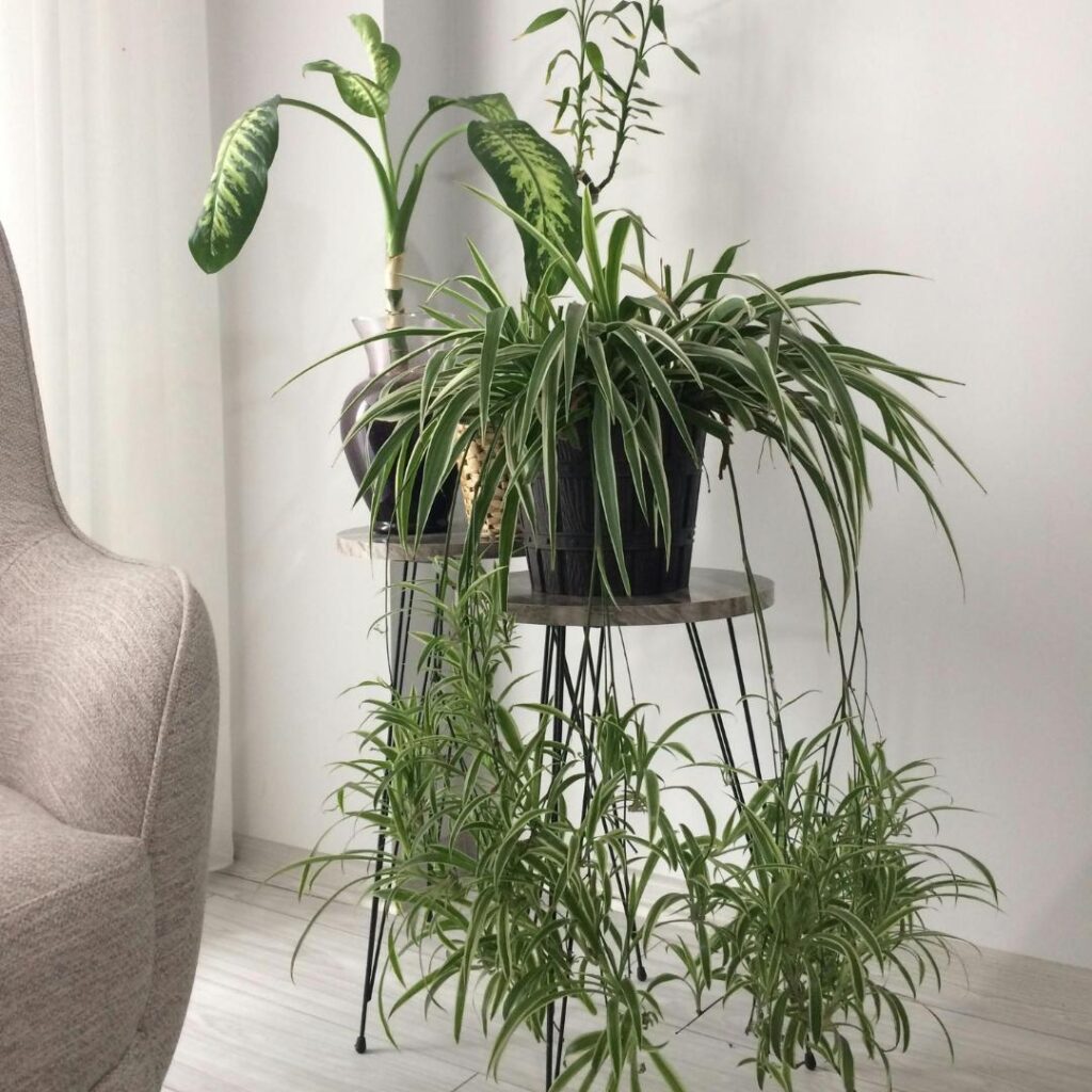 spider plant