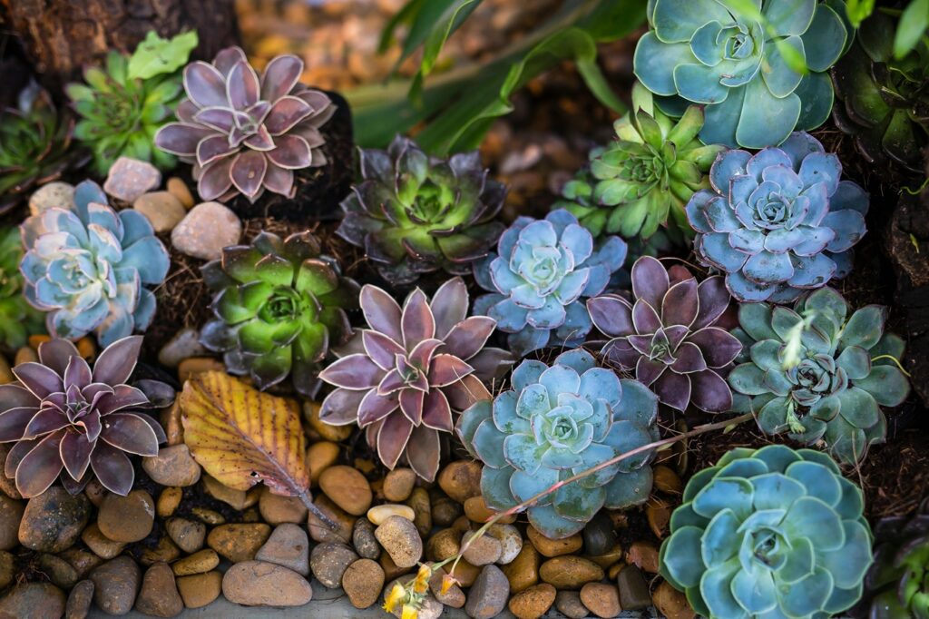 succulents