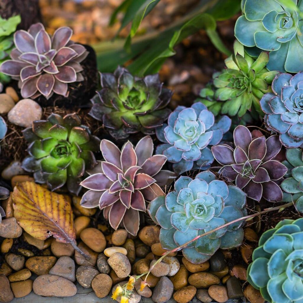 succulents
