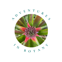 Adventures in botany pineapple logo transparent background